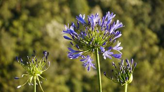 Jewelry Lilies Agapanthus macro blur