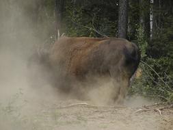 Bison Yukon Dusty
