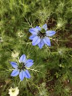 Flower Love-In-A-Mist Blue