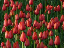 Tulip Field Tulips Red