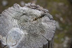 Old tree stump in wood