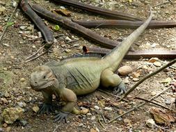 Iguana Animal Exotic