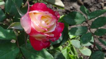 Rose Red Garden
