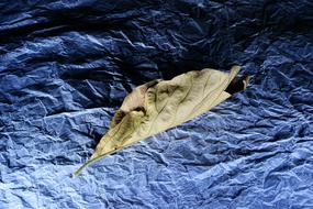 Light Painting Leaf Dried
