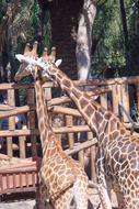 Giraffes Love