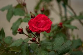 Rose Red