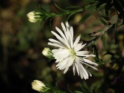Flower Chrysanthemum White Summer