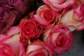 Red Roses Florist Gifts