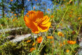 In Autumn Cosmos Orange