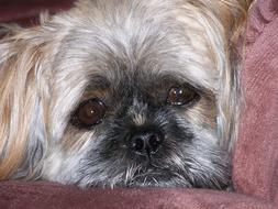 shit tzu Dog Sad Pet