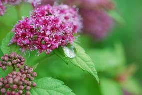 Plants Pink Floral