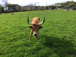 Cow on the lawn