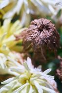 Flower Plant Nature