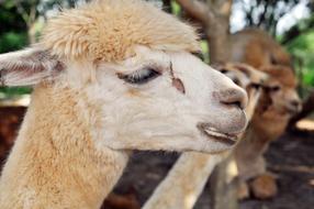 sad alpaca at the zoo