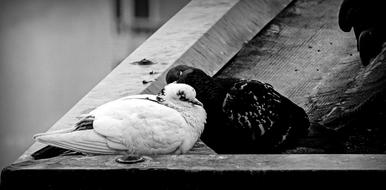 Torino city pigeons