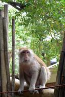 Monkey sits on the fence