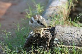 Squirrel Nature Love