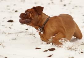 happy dog running in the snow