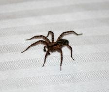 big spider on the bed