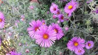 purple Flowers September Bouquet
