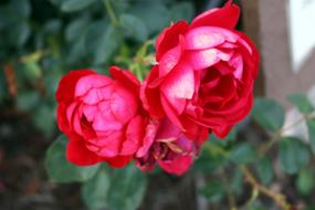 Red Roses Flowers