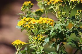 Flower Nature Happy