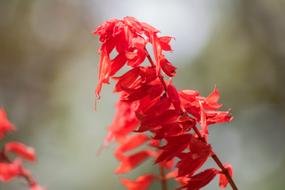 Flower Flowers Small