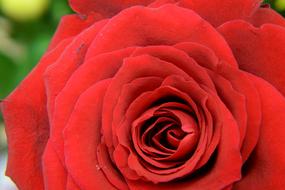 Plants Flower Rose