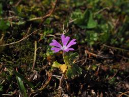 Dwarf-Primrose Flower Blossom