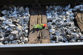 Yellow Red Rose On Railway