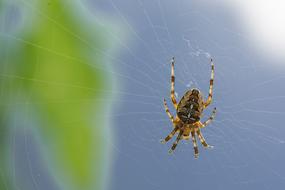 Araneus Spider Cobweb