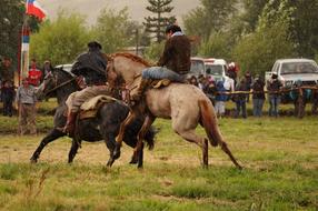 Horses Mountain Animals