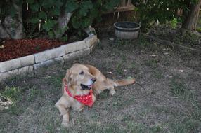 Golden Retriever Dog puppy in garden