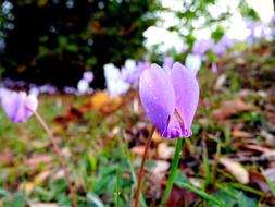 Cyclamen Flower How To Feel The