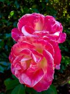 Blooming roses in the summer garden