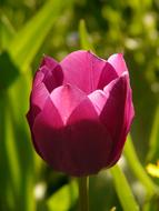 Tulip Pink flower at Backlighting