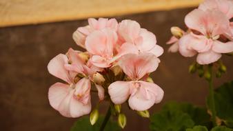 White Flower Garden