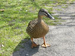 duck walking down the street