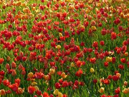 Tulip Field Backlighting Shining