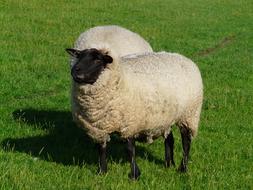 couple of Sheep on meadow
