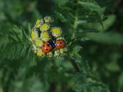 Ladybug Nature Lucky Charm