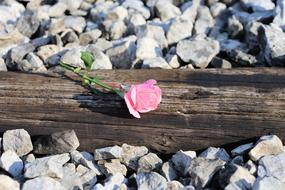 Pink Rose On Railway Loving Memory