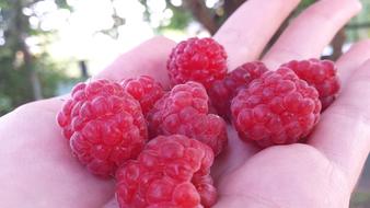 Raspberry Berry on hand
