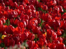 Tulip Field Tulips Red