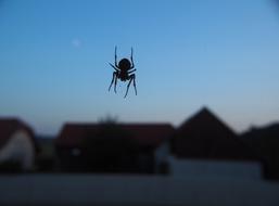 arachnid Spider Web closeup photo