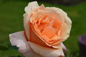 Rose Pedals Flower