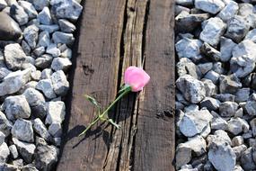 Pink Rose On Railway Loving Memory