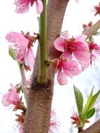 Flowering Fruit Trees Spring Sad