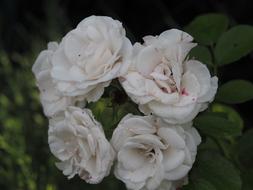 Five white rose flowers