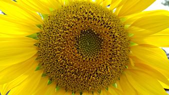 Sunflower Large Garden